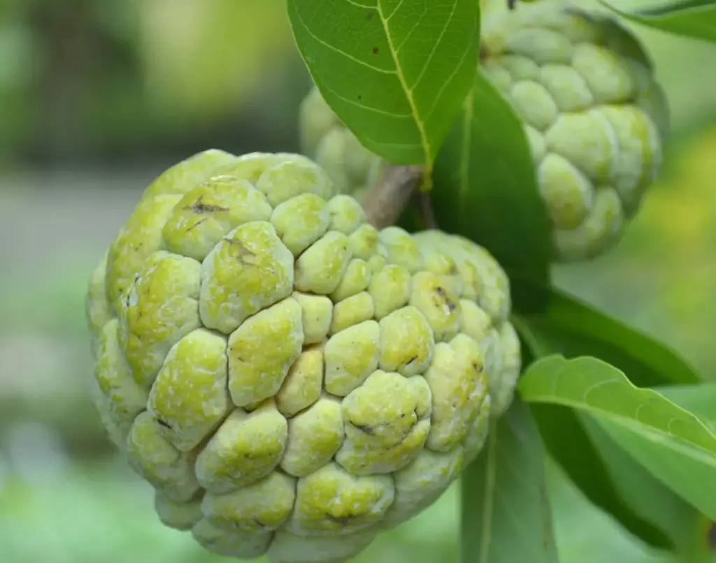 CUSTARD APPLE.webp