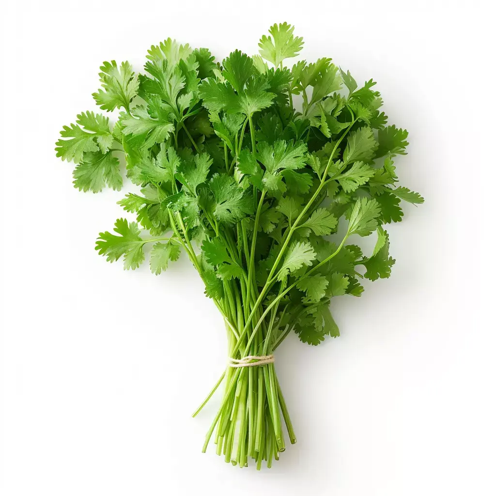 coriander.webp
