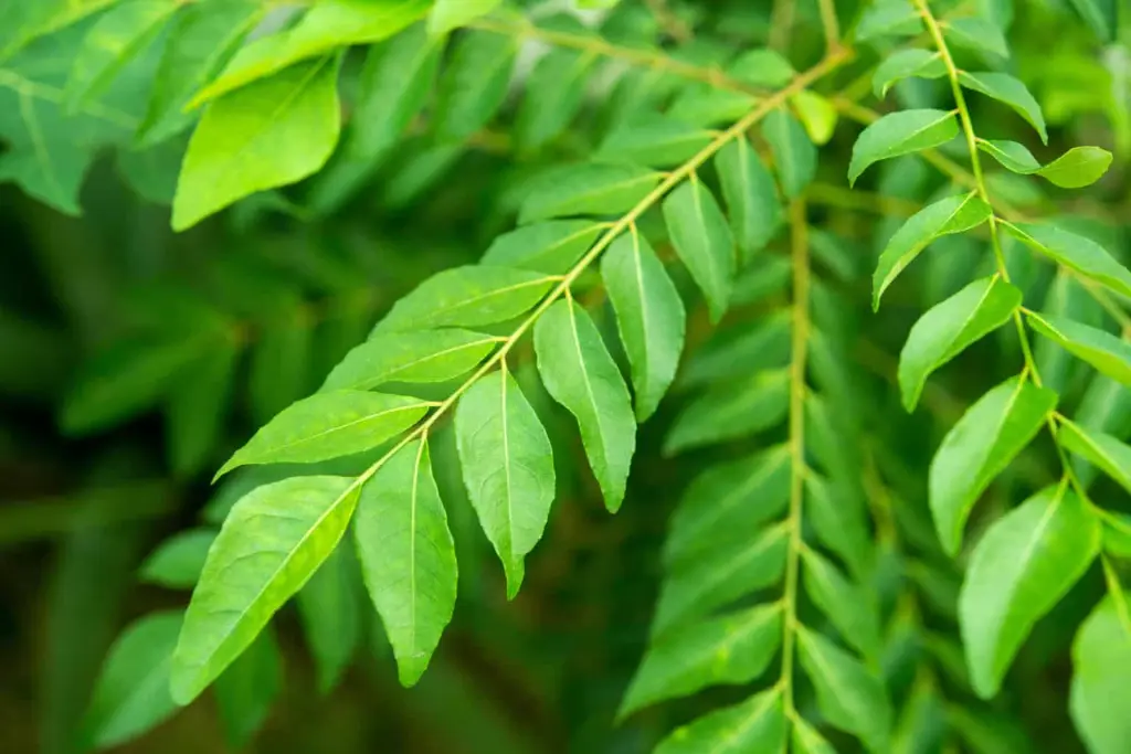 curry leaves3.webp