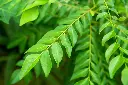 curry leaves3.webp
