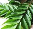 curry leaves2.webp