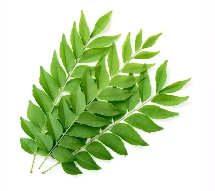 curryleaves1.webp