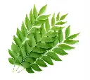 curryleaves1.webp