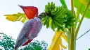 banana-blossom.webp
