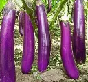 long aubergine.webp