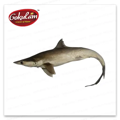 GOLD FISH-Baby Shark -1 Kg