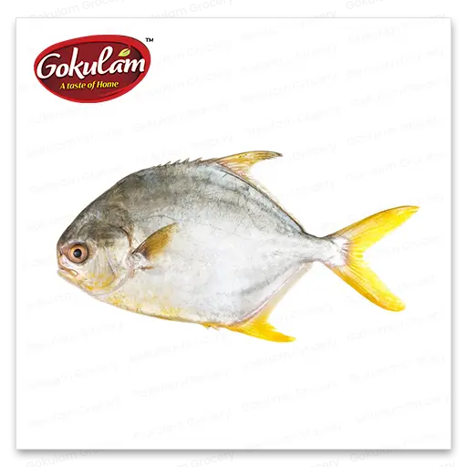 GOLD FISH- Golden Promfret W-2 Kg