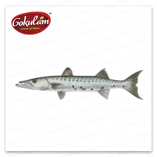 GOLD FISH-Baracuda-600 G