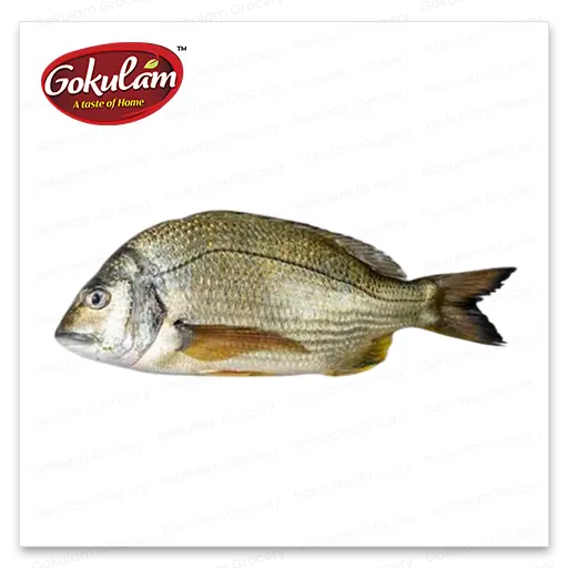 GOLD FISH-Sea Bream-2 Kg